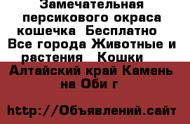 Замечательная персикового окраса кошечка. Бесплатно - Все города Животные и растения » Кошки   . Алтайский край,Камень-на-Оби г.